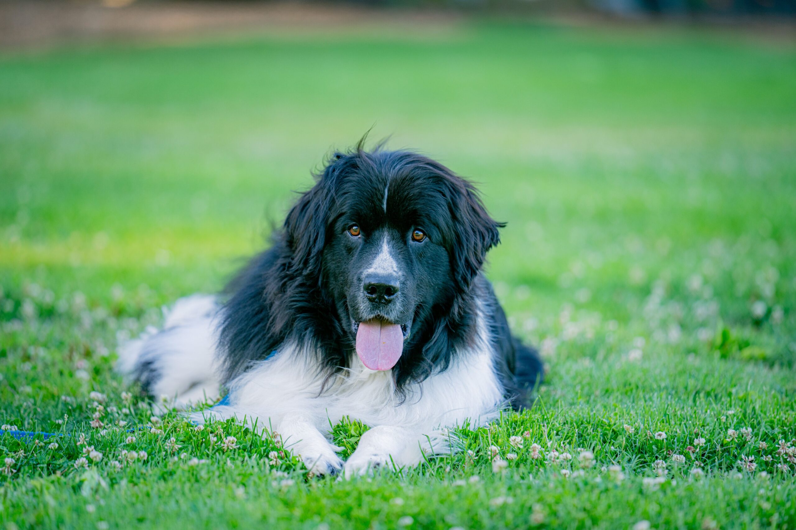 Declining USPTO patent backlog graph overlaid with glowing AI neural networks